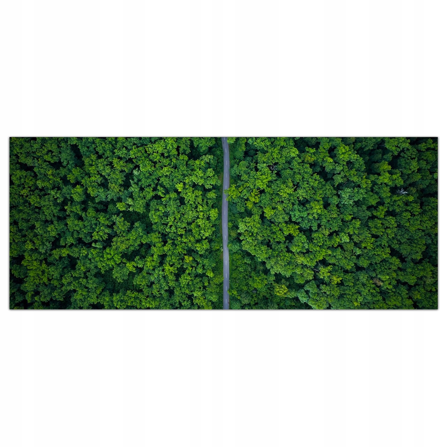 

Obraz Szklany Foto-obraz Las Natura Droga 125x50