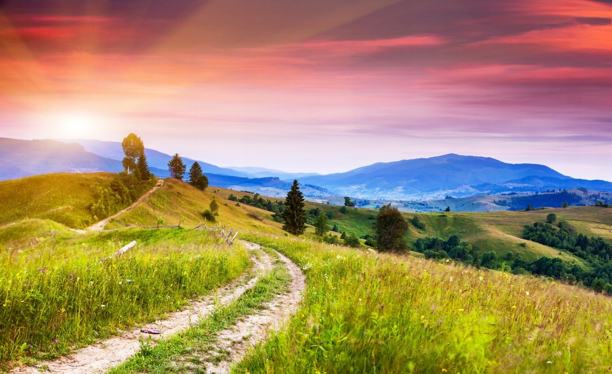 

Tapeta Flizelinowa Kwieciste wzgórza - 416x254