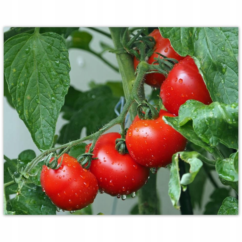 

Plakat 50x40 Kuchenne Obrazy Rewolucje