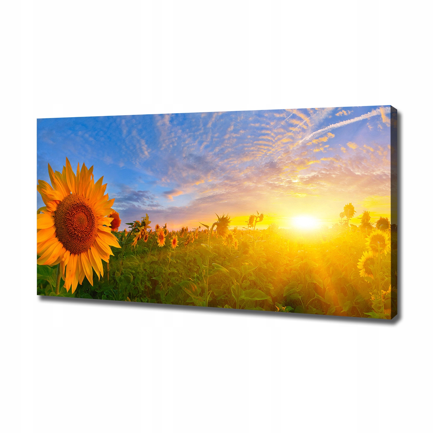 

Foto obraz na płótnie Pole słoneczników 120x60 cm