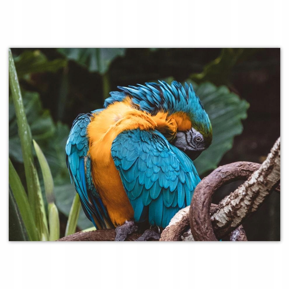 

Naklejki 70x50 Papugi Papużki Ptaszki