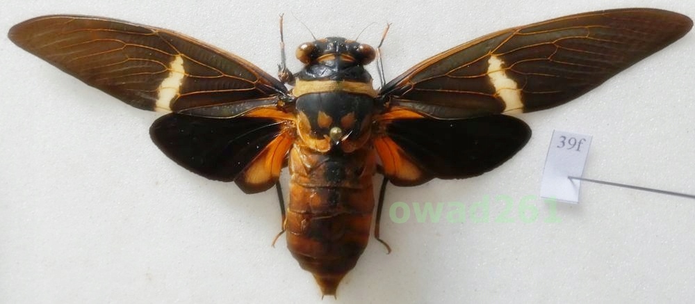 Tosena melanoptera (White, 1846) Cykada 103mm Malezja41f
