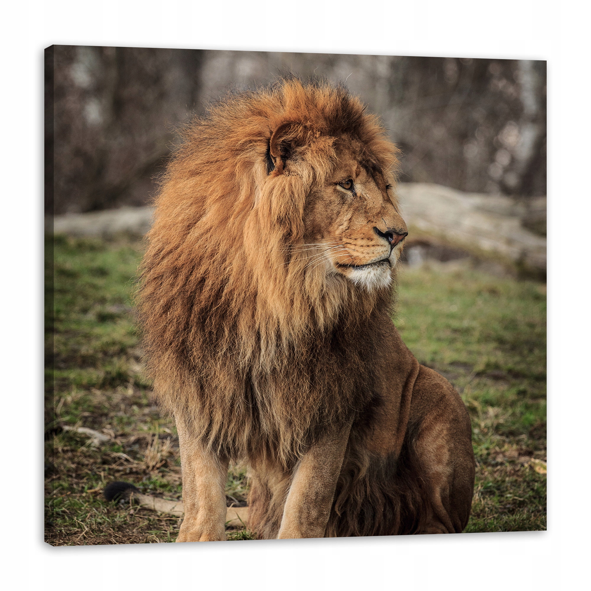 Obraz na plátně Pózující lev na pozadí přírody 80 x 80 cm Ideální jako dárek