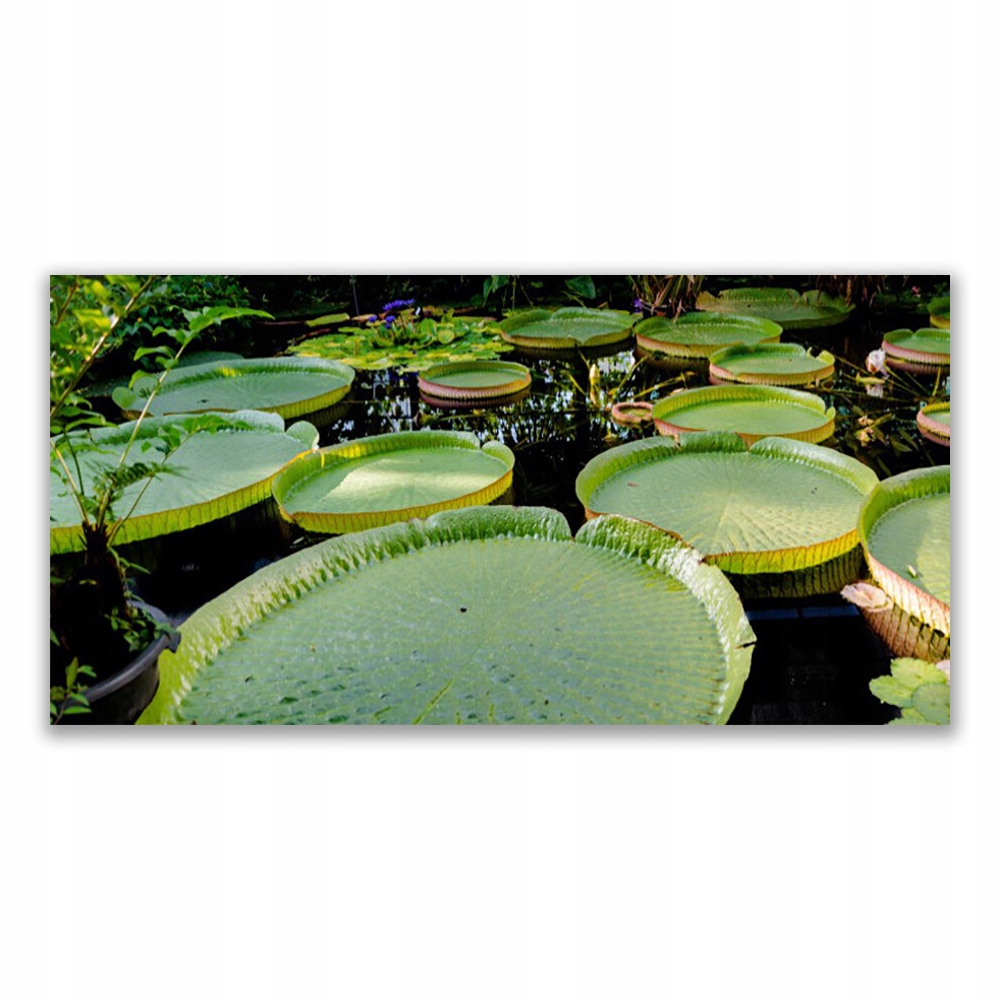 

Fotoobraz nowoczesny 120x60 Liście Jezioro Natura