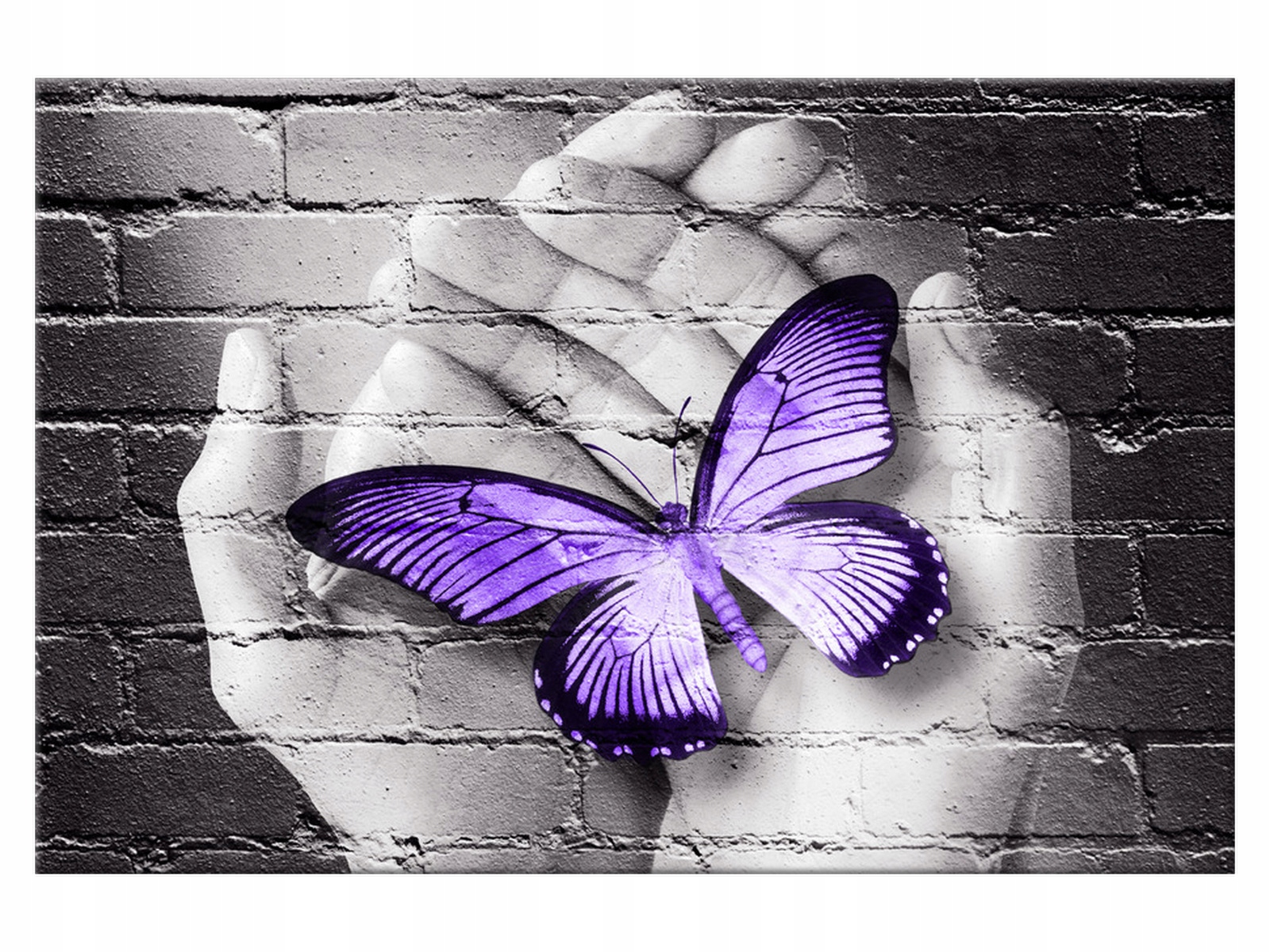 

Obraz Motyl na dłoniach 120x80 Zwierzęta 2389A_1B