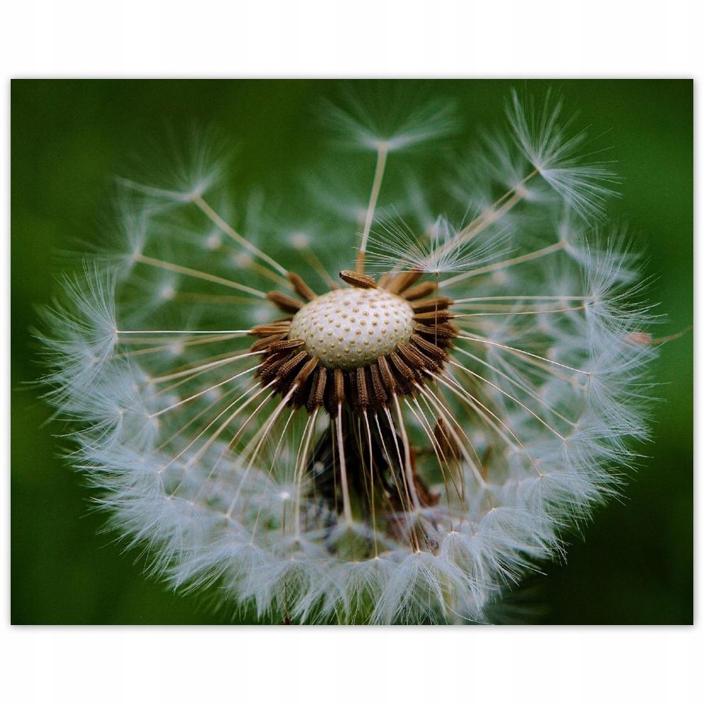 

Plakat 50x40 Dmuchawiec Kwiat Kwiatki