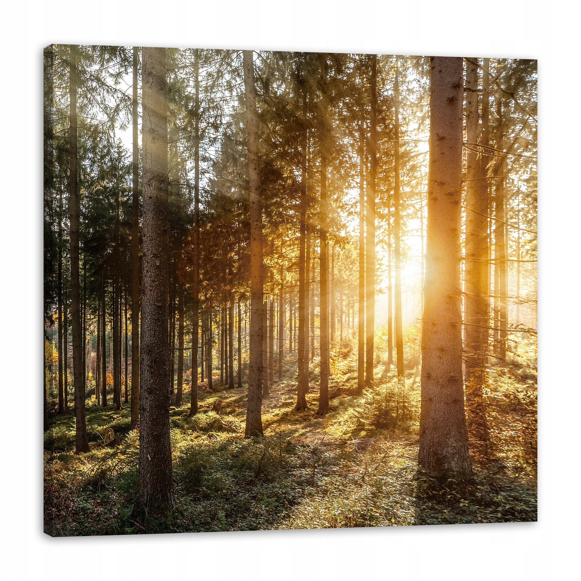 Obraz na plátně Břízy Stromy Slunce Ráno 90x90 cm Ideální jako dárek