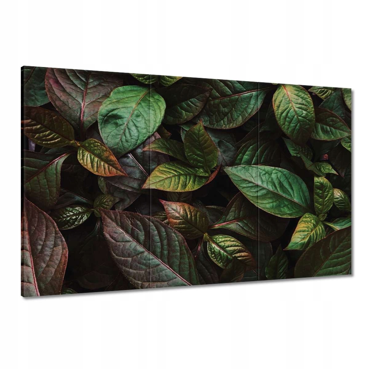 Obrazy 120x80 Tropické listy