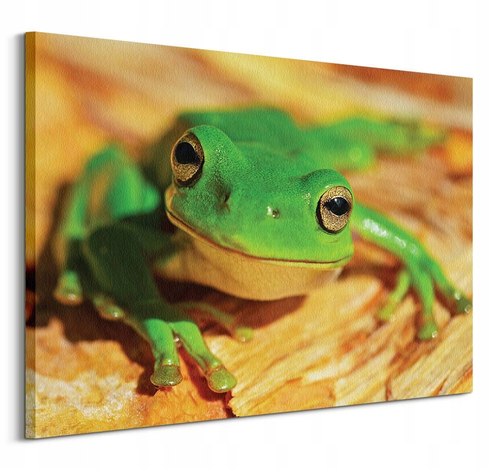 

Zielona Żaba obraz ścienny na płótnie 120x90 cm