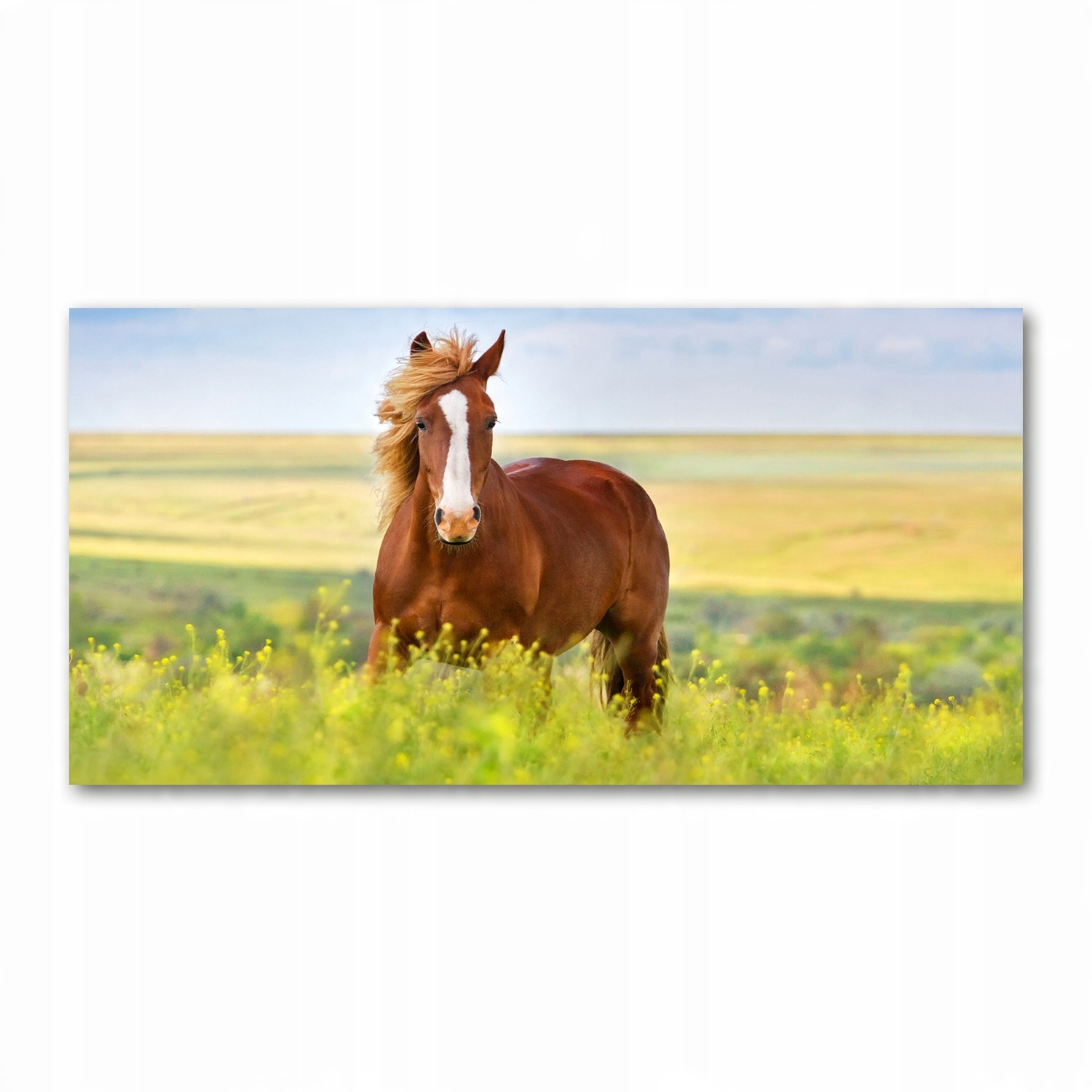 

Foto obraz na szkle akrylowym Brązowy koń 120X60cm