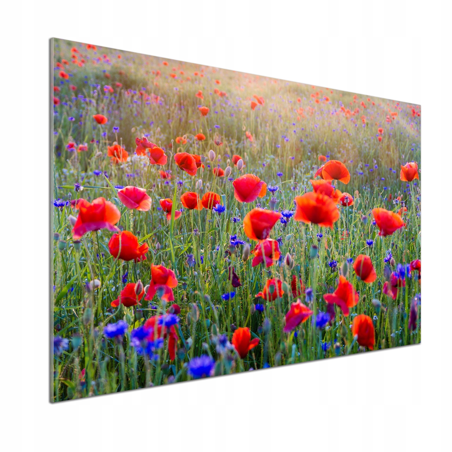 Panel dekor sklo Poľné kvety 100 x 70 cm Lepidlo
