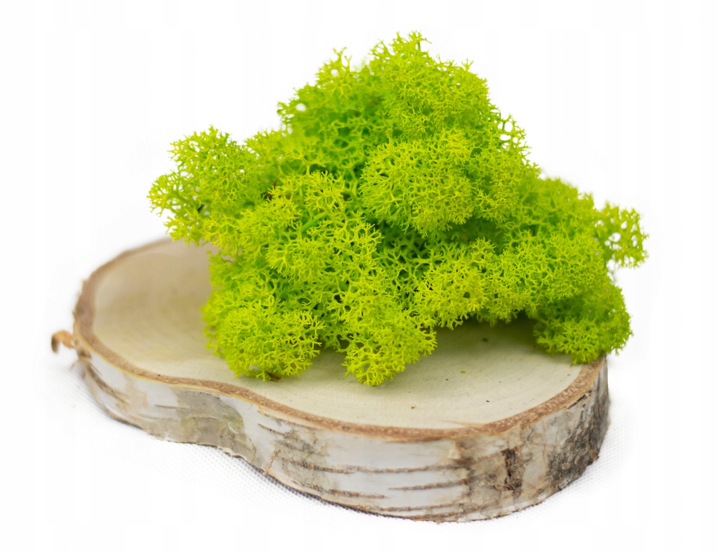 Mech Chrobotek Reniferowy Jasnozielony 500g