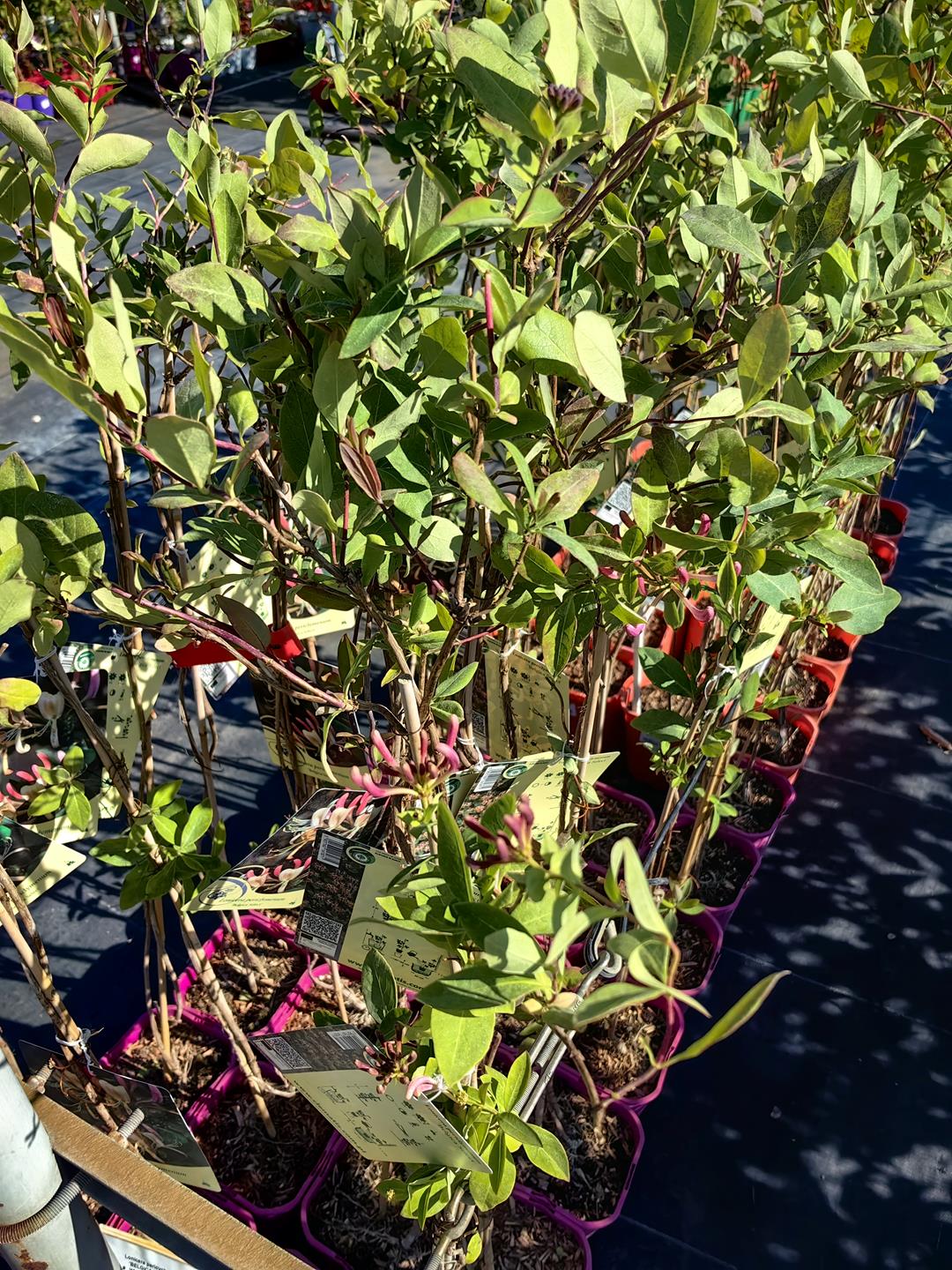 Lonicera periclymenum - WICIOKRZEW INGA