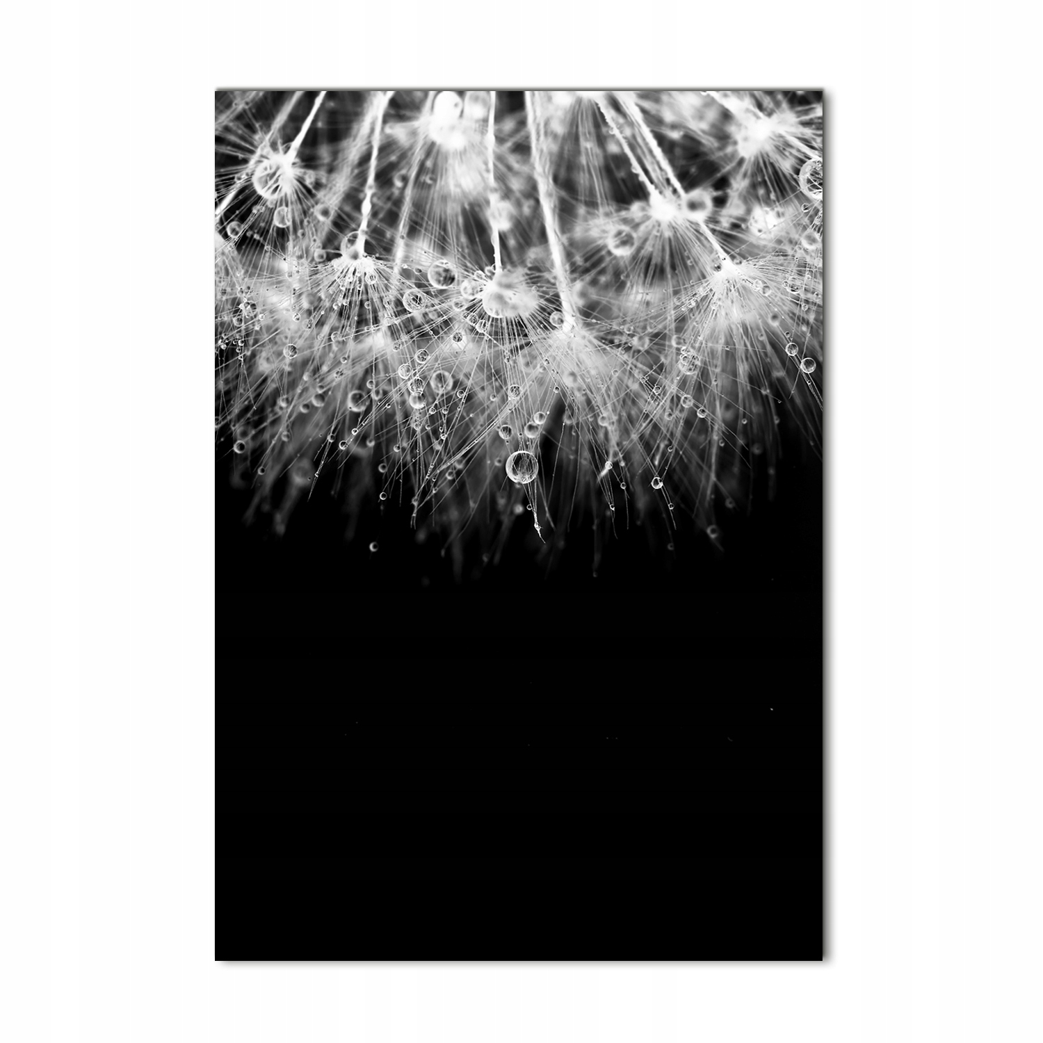 

Foto obraz akrylowy Nasiona dmuchawca 70x100 cm