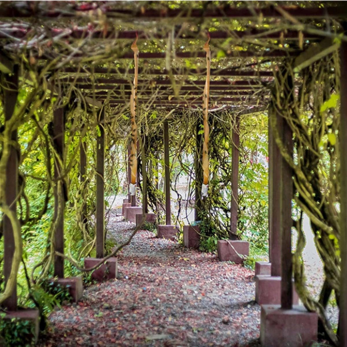 LEP NA MUCHY MUSZKI KOMARY TAŚMA LEPY PUŁAPKA W ROLCE ROLKA 4SZT Marka inna