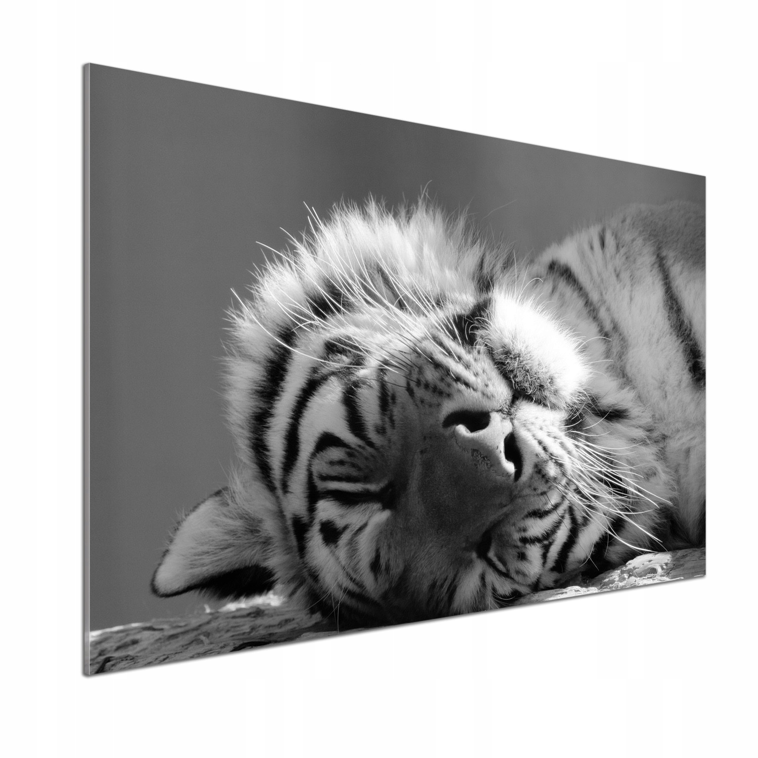 Panel do kuchyne Spiaci tiger rozmer 100x70 Lepidlo