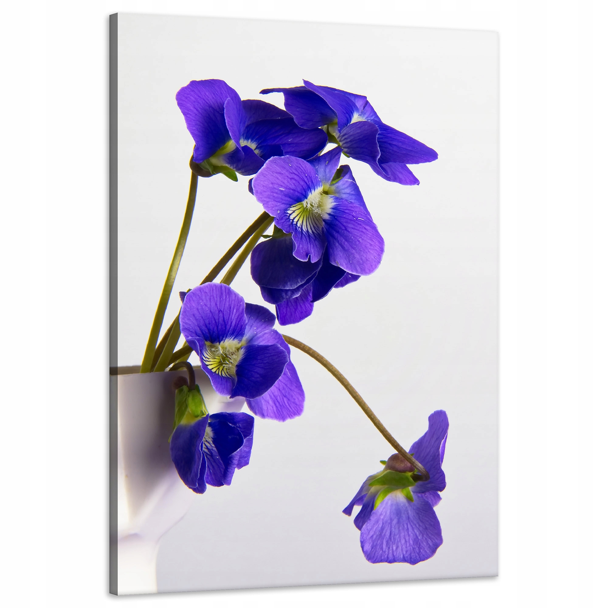 Obraz Canvas Botanika Modré bratříčky 60x90 cm