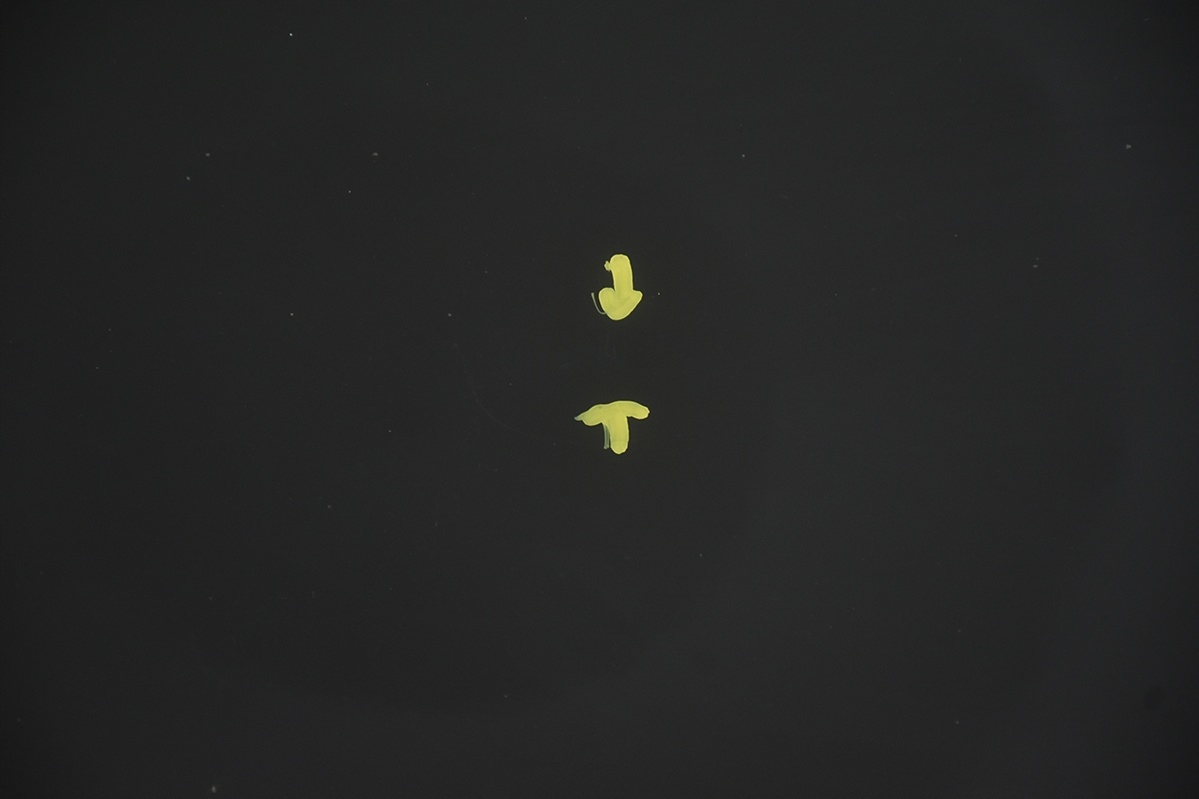 bonnet * engine housing cover CITROEN DS3 KTV