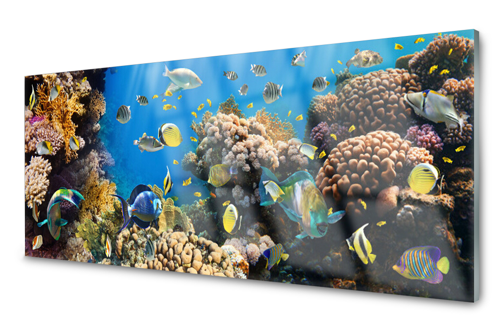 

Panel szklany do kuchni Rafa Koralowa 125x50