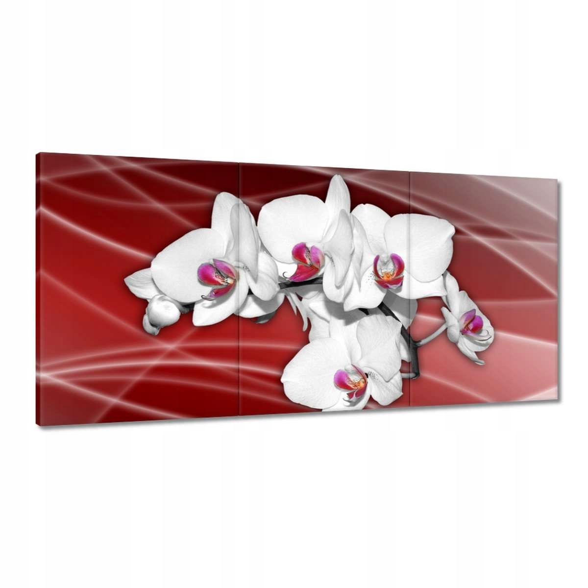 Obrazy 180x90 Kvety orchidey Orchidea