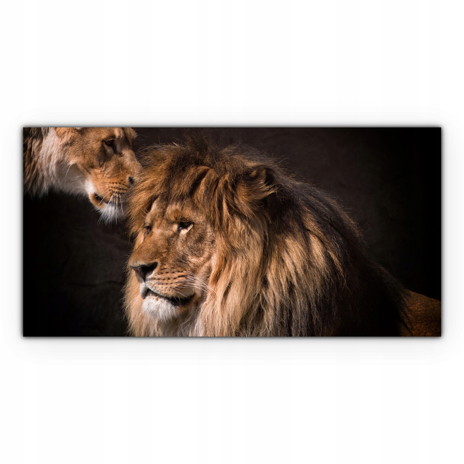 

foto-obraz na płótnie 120x60 Lew Lwica Zwierzęta