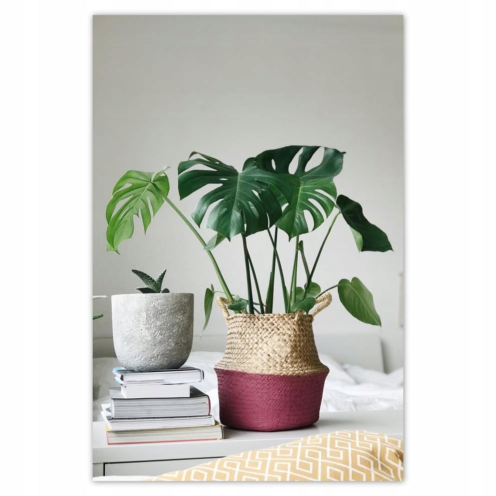 

Plakat 62x93 Liście Mosntera dziurawa