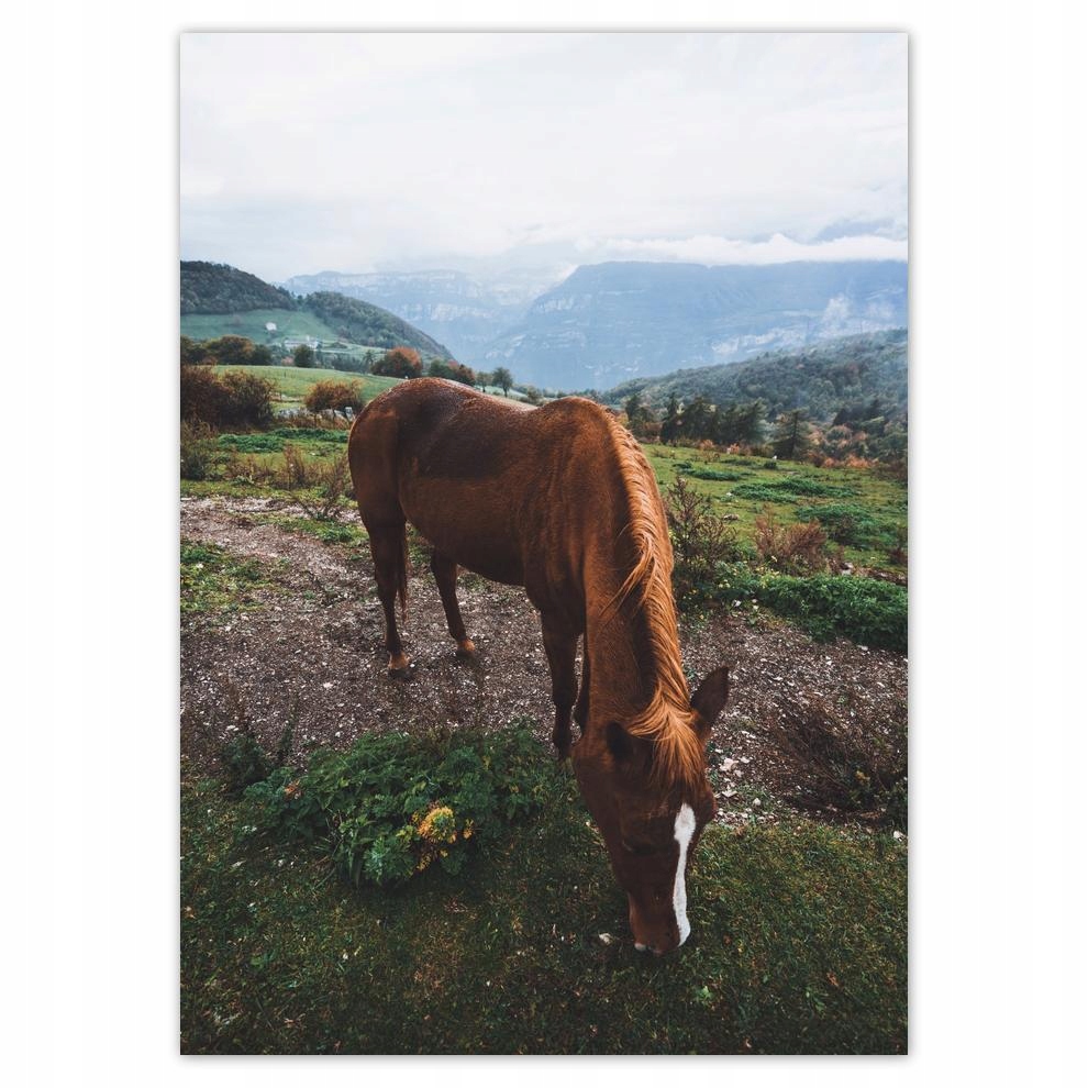

Naklejki 50x70 Koń w górach Konie