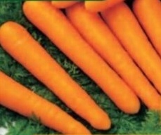 199. MARCHEW MAESTRO F1