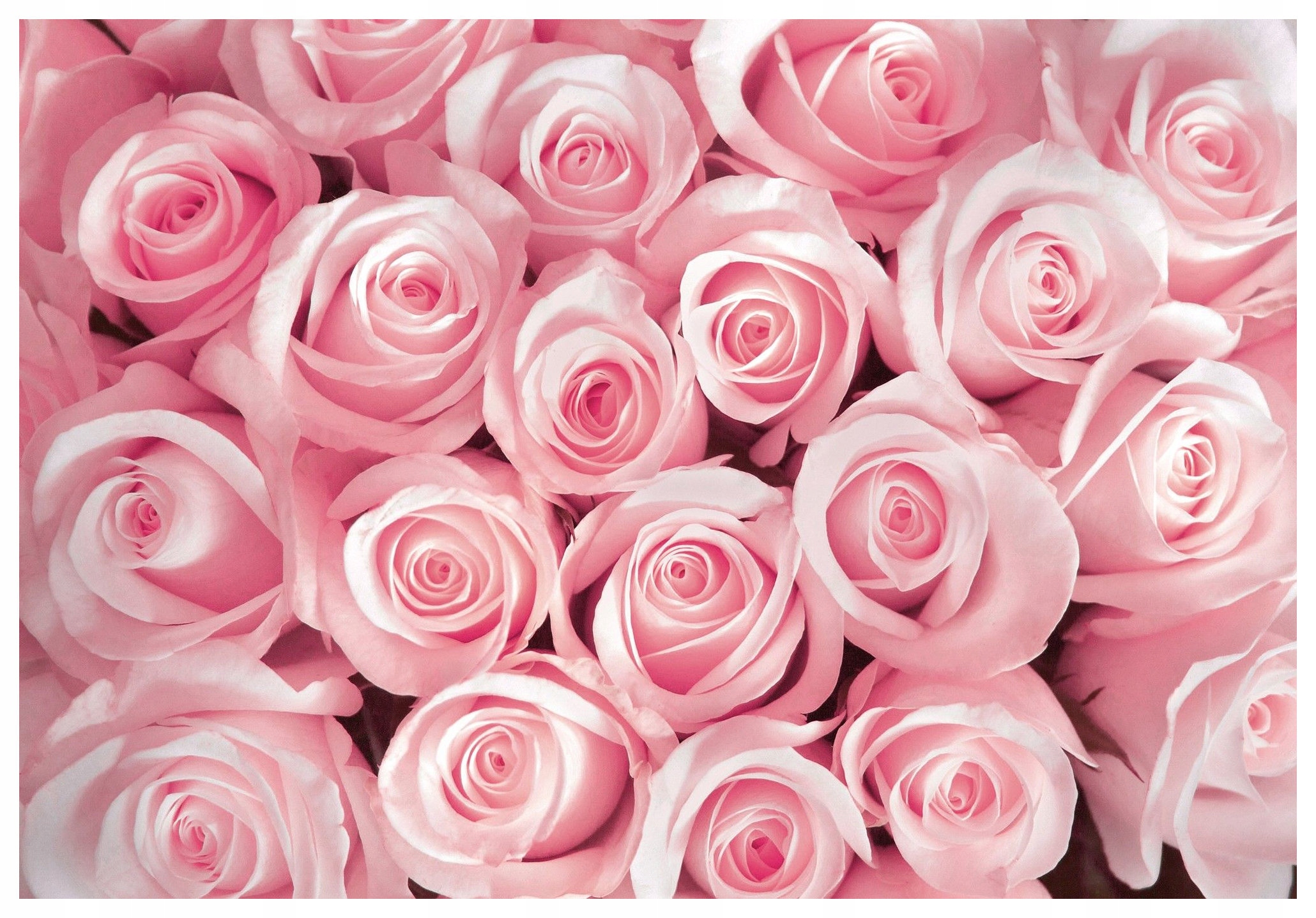 Fototapeta Růže Květinový ráj elegance a provence 250x175 cm lepidlo