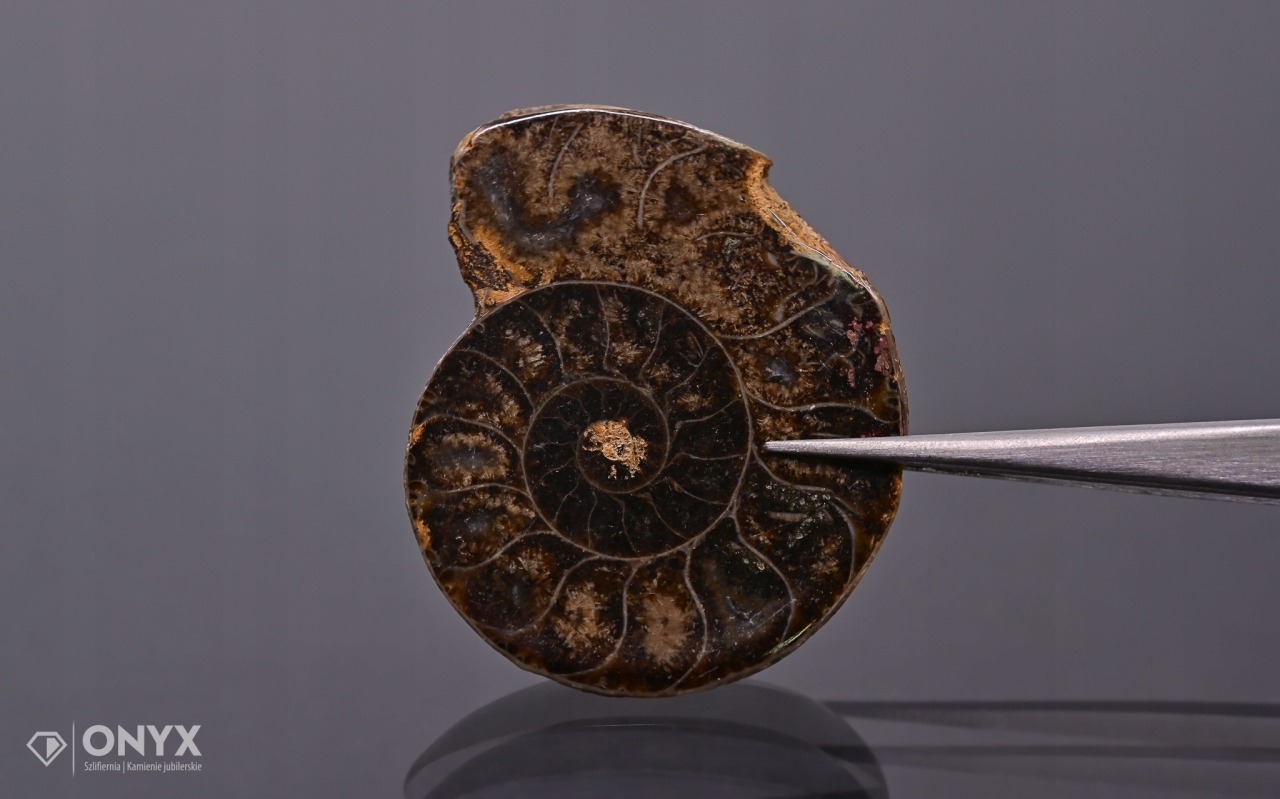 Amonit z Madagaskaru nepravidelný 37x30 mm