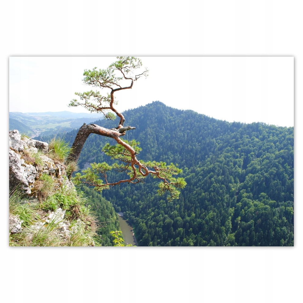 

Plakaty 93x62 Samotne drzewo