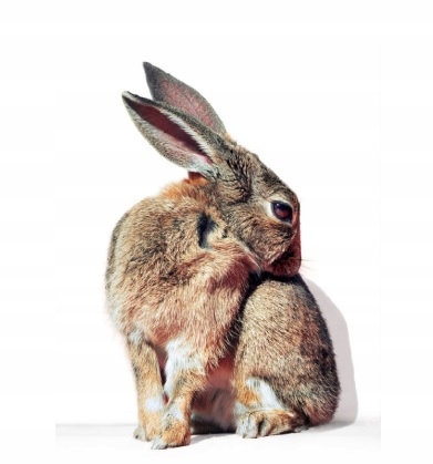 Futtermittel für Kaninchen, gesunde Zucht Lappina 25 kg Herstellercode 123abc