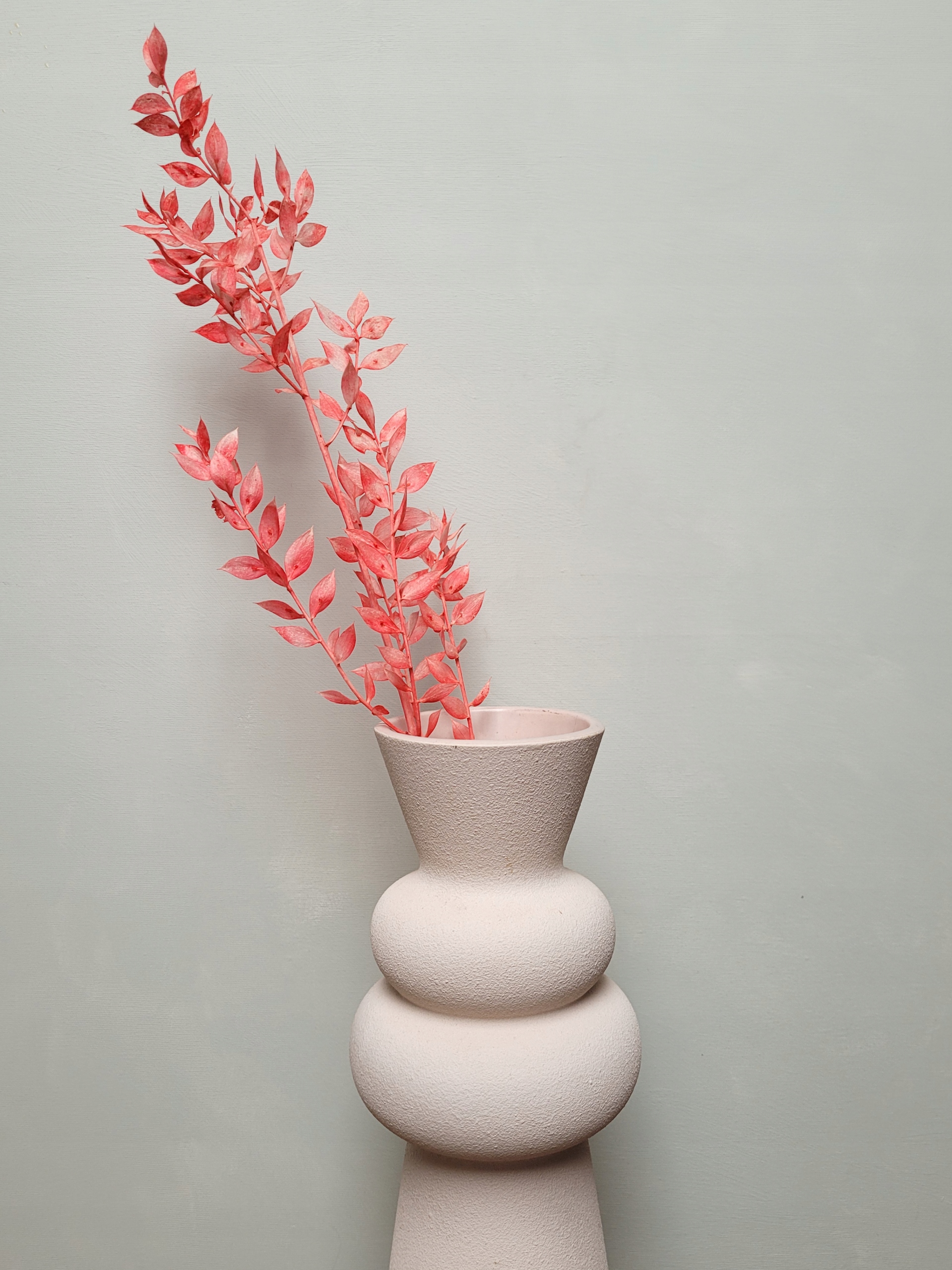 Ruscus czerwony, suszona gałązka