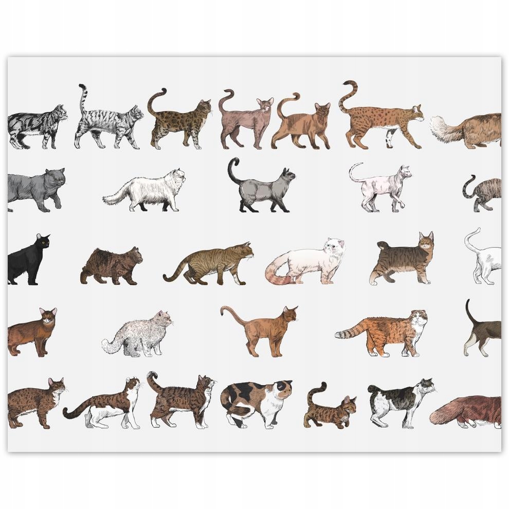 

Plakat 50x40 Kot Kotki Koty Kicia