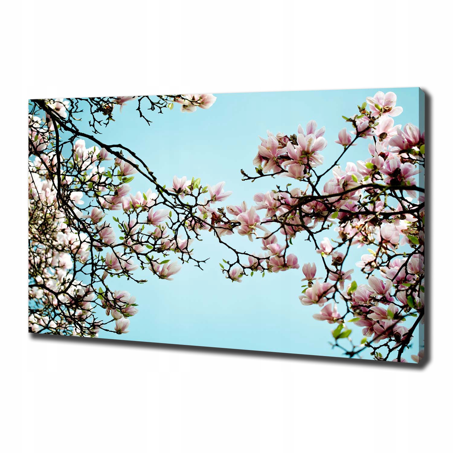 

Foto obraz na płótnie Kwiaty magnolii 100x70 cm
