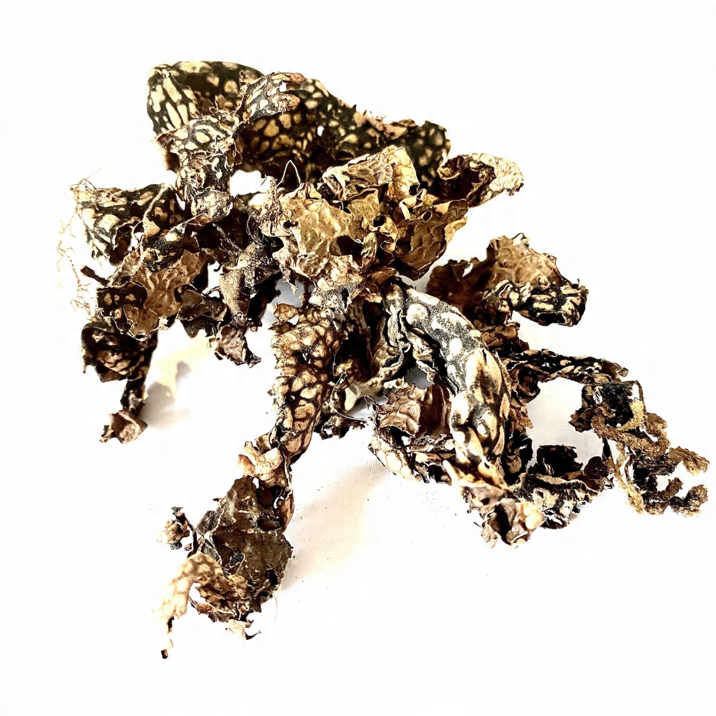 

Bioterr Porost brązowy Skóra Węża Snake Skin 25g
