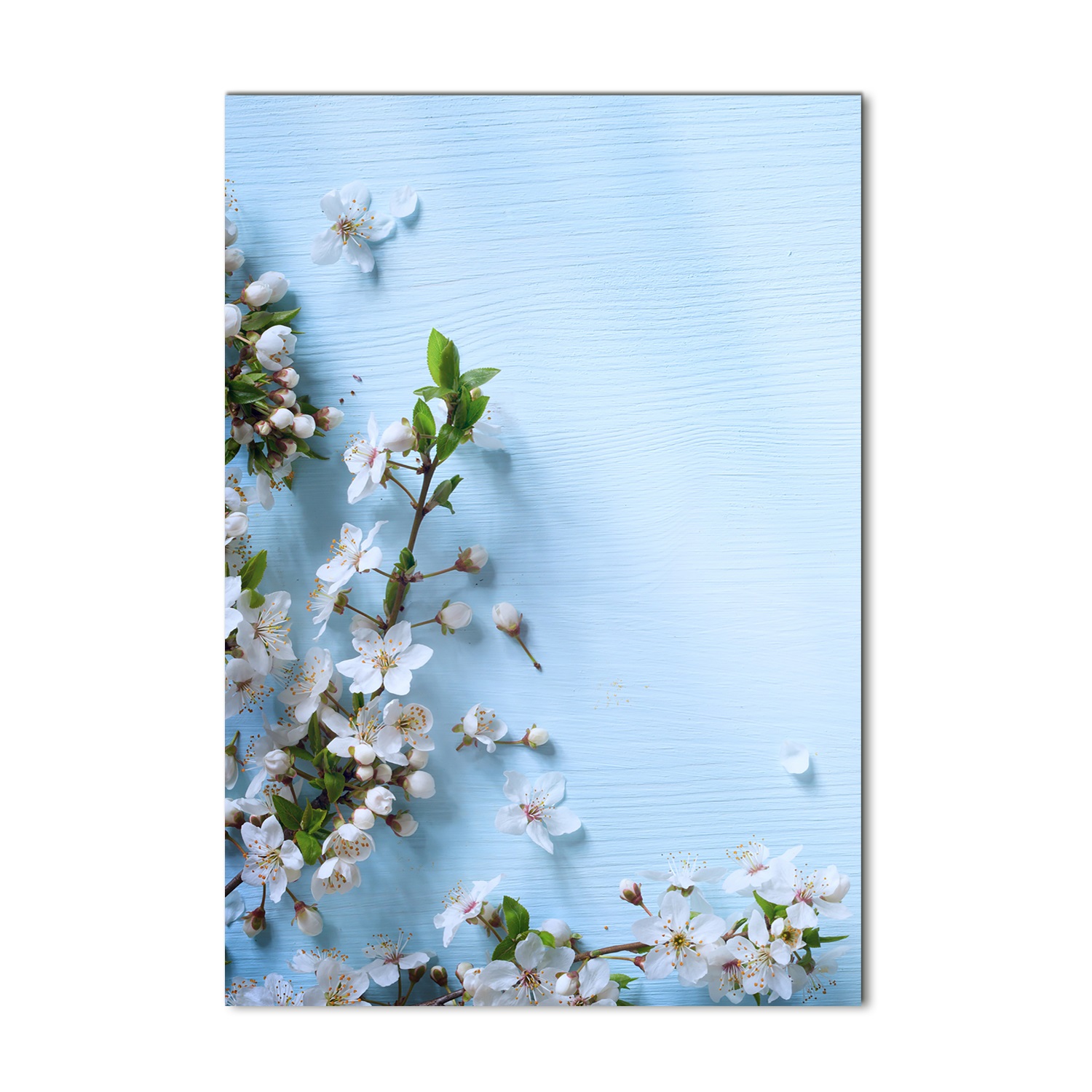 

Foto obraz szkło hartowane Kwiaty wiśni 70x100 cm