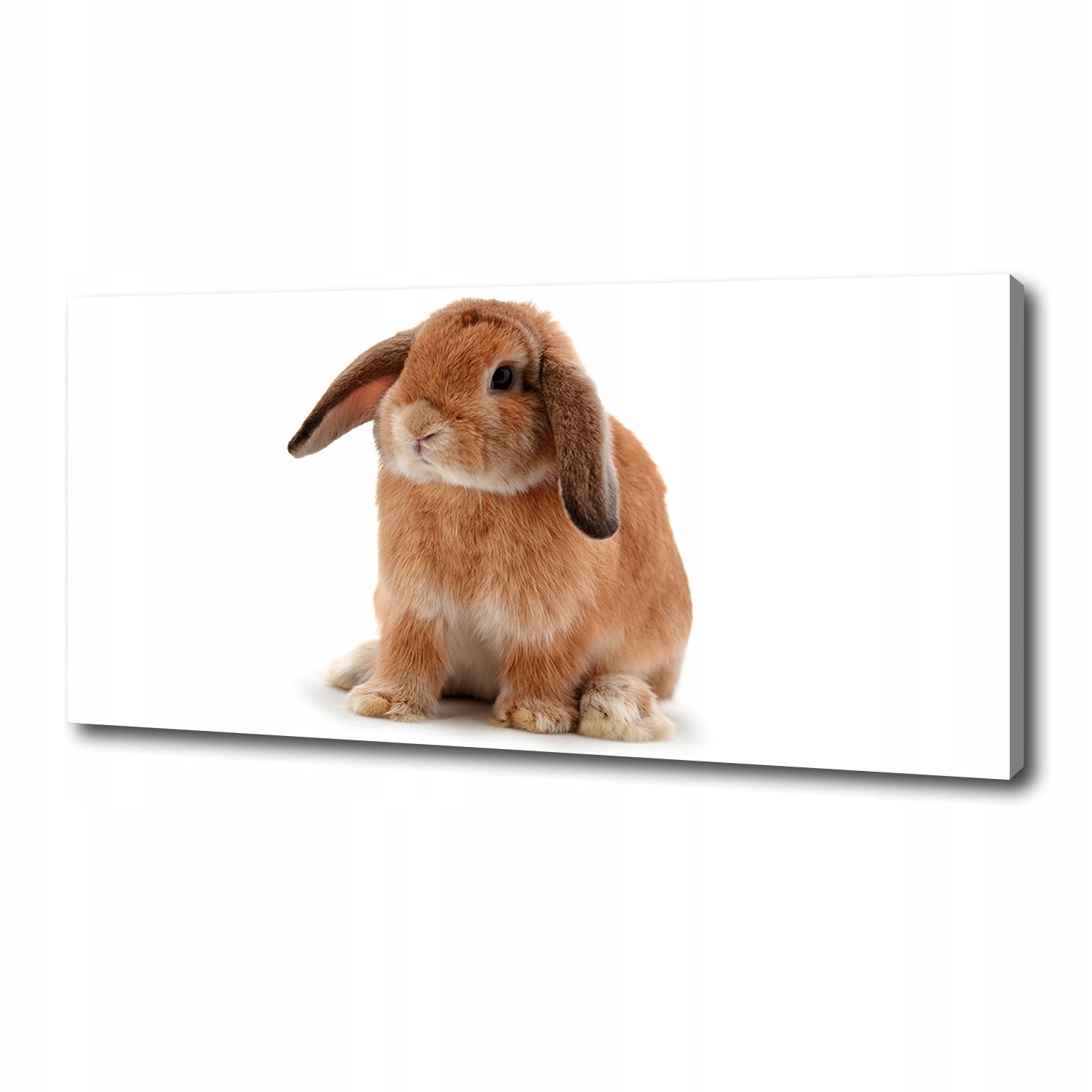 

Foto obraz canvas na ścianę Rudy królik 125x50 cm