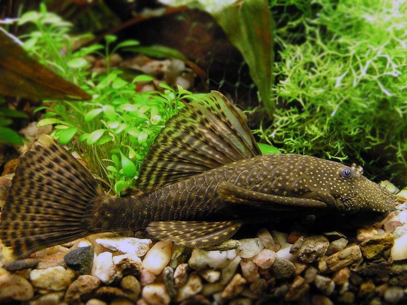 Глоноед-Броненосец синий-Ancistrus