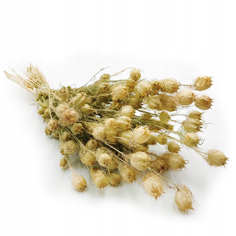 

Czarnuszka (Nigella) bukiet suszone rośliny
