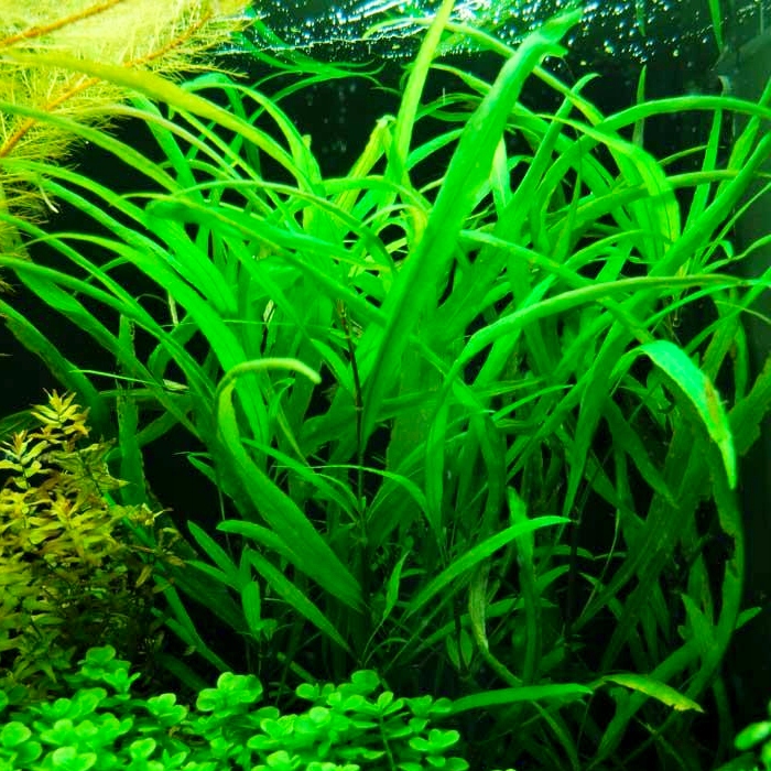 Hygrophila angustifolia - RA koszyk XXL