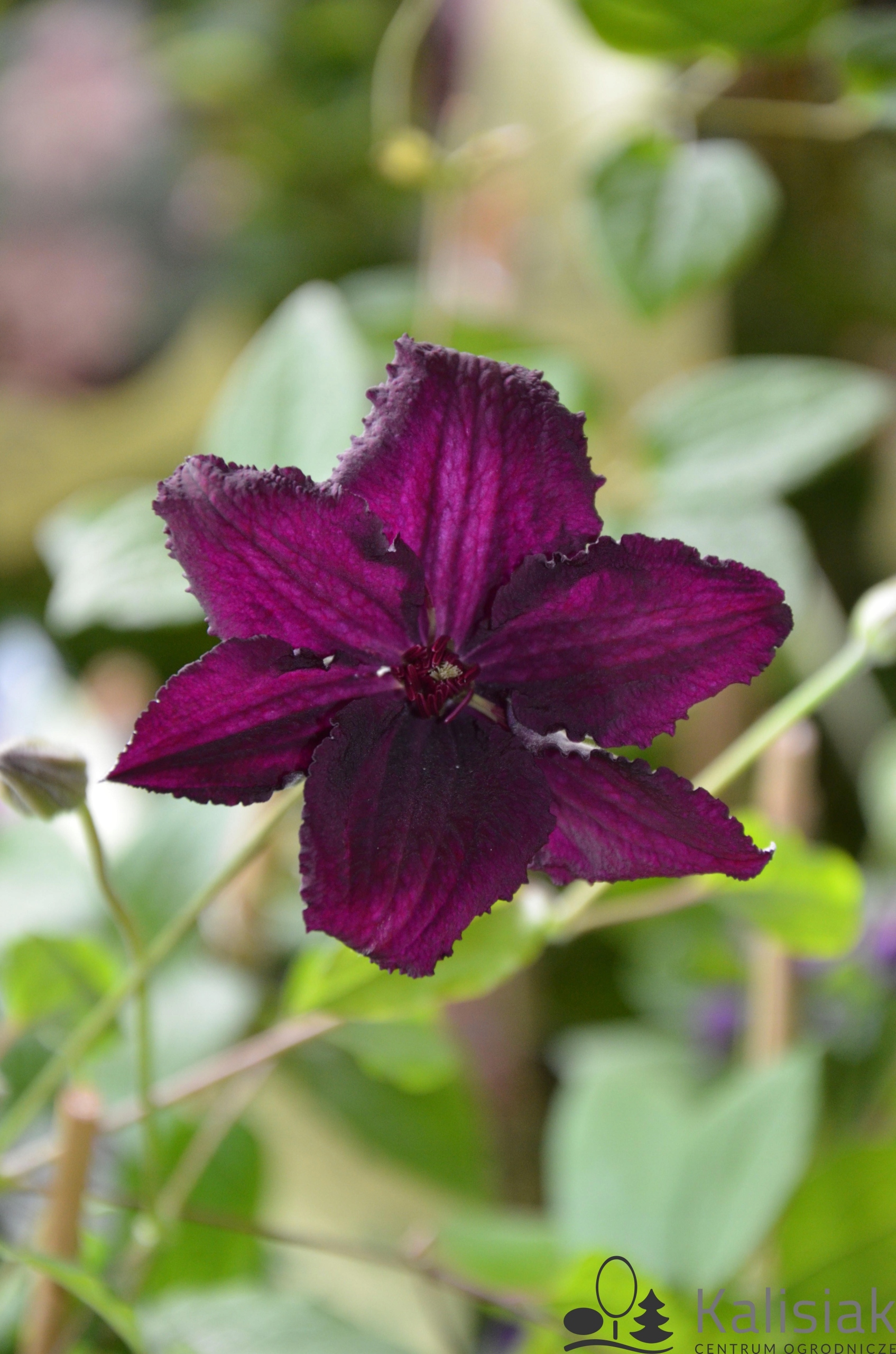 Clematis 'Rasputin' Powojnik 70-90 cm 2L