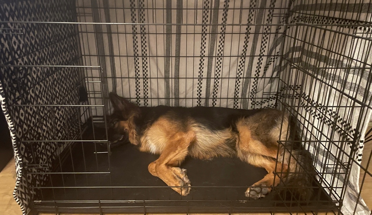 DUŻA KLATKA KOJEC dla PSA PSÓW 106x71x81 cm XXL EAN (GTIN) 5903855780958