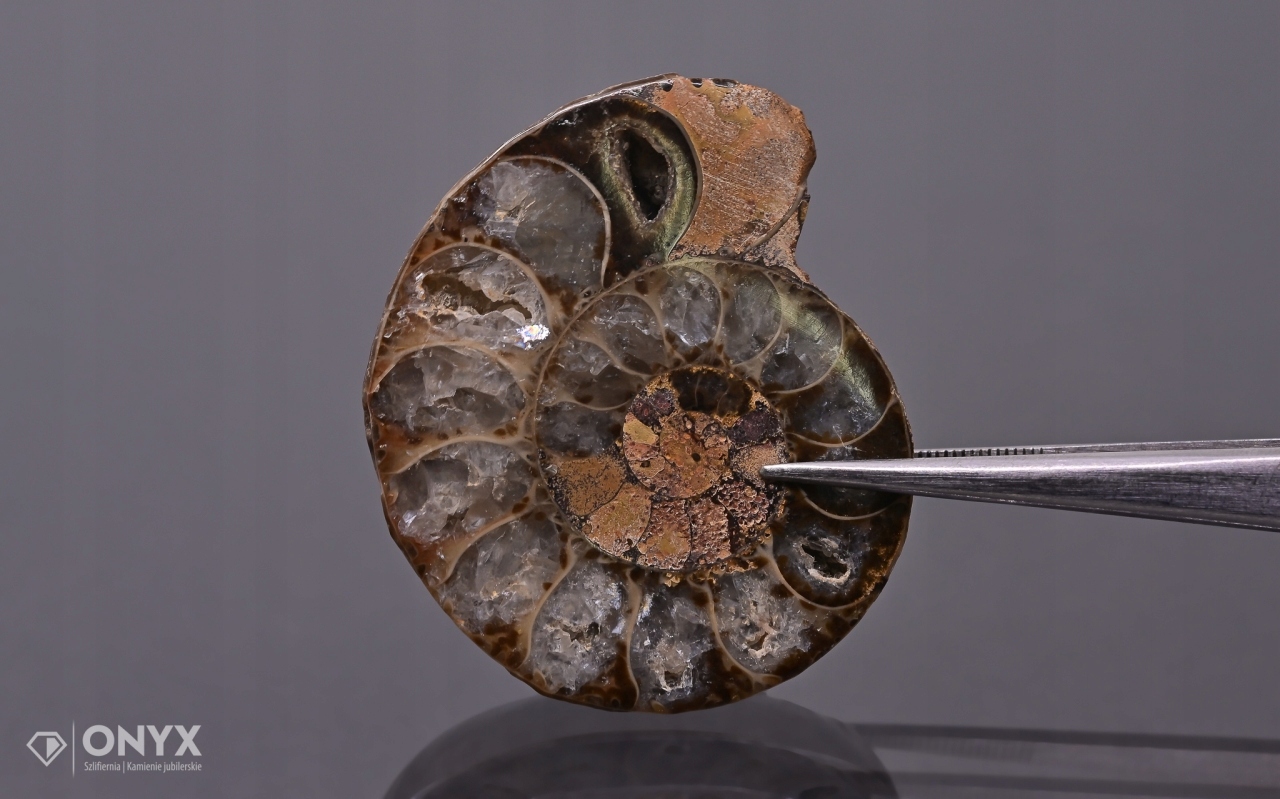 Amonit z Madagaskaru nepravidelný 37x32 mm