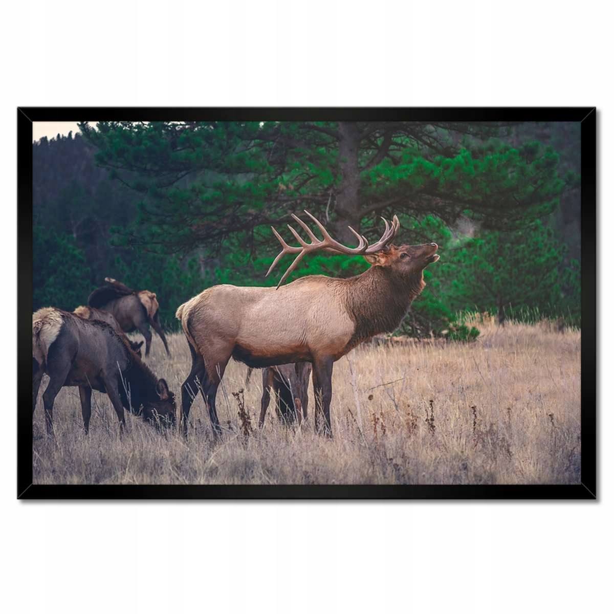 Plakáty v rámu 60x40 Jelen Jelení Les Krajina