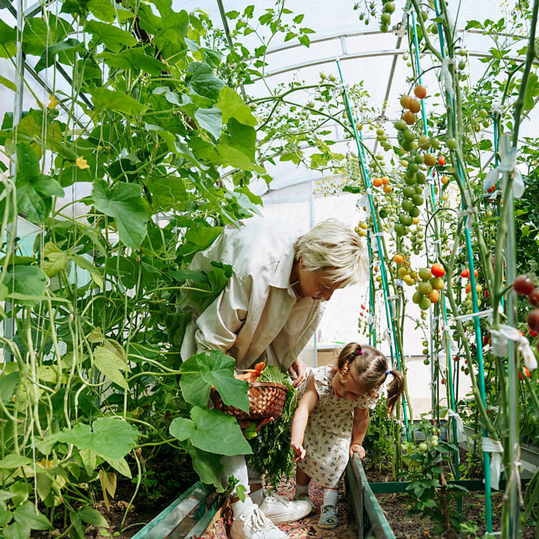 BIAŁA FOLIA ZAMIENNA Do Tunel Foliowy Ogrodowy 6 m² 3x2x2m | WZMOCNIONA Kod producenta 1039954