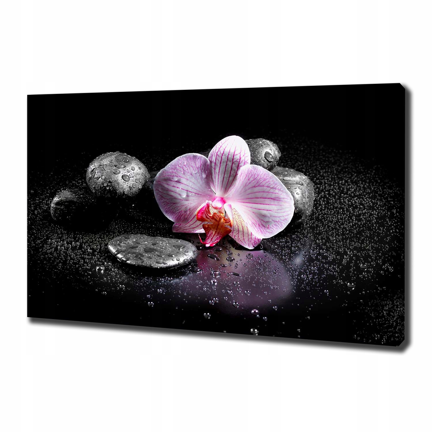 

Foto obraz canvas na ścianę Orchidea 100x70 cm