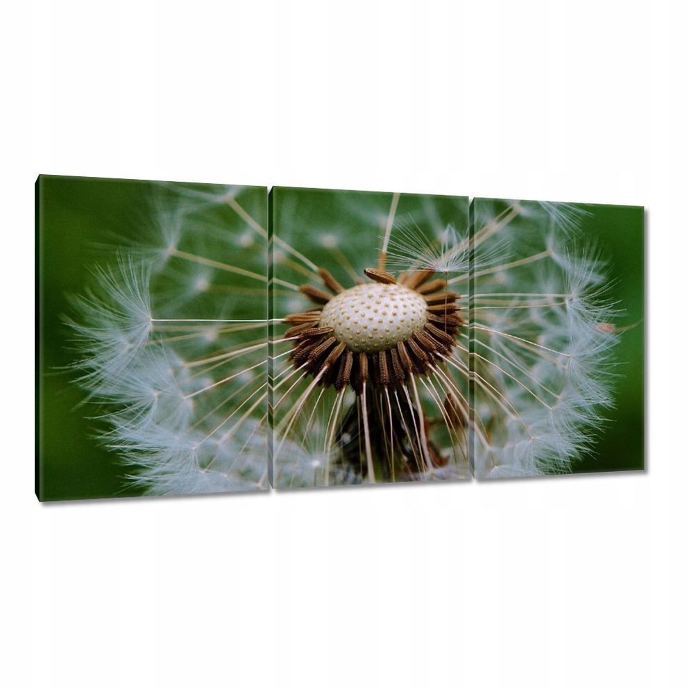 

Obrazy 120x60 Dmuchawiec Kwiat Kwiatki