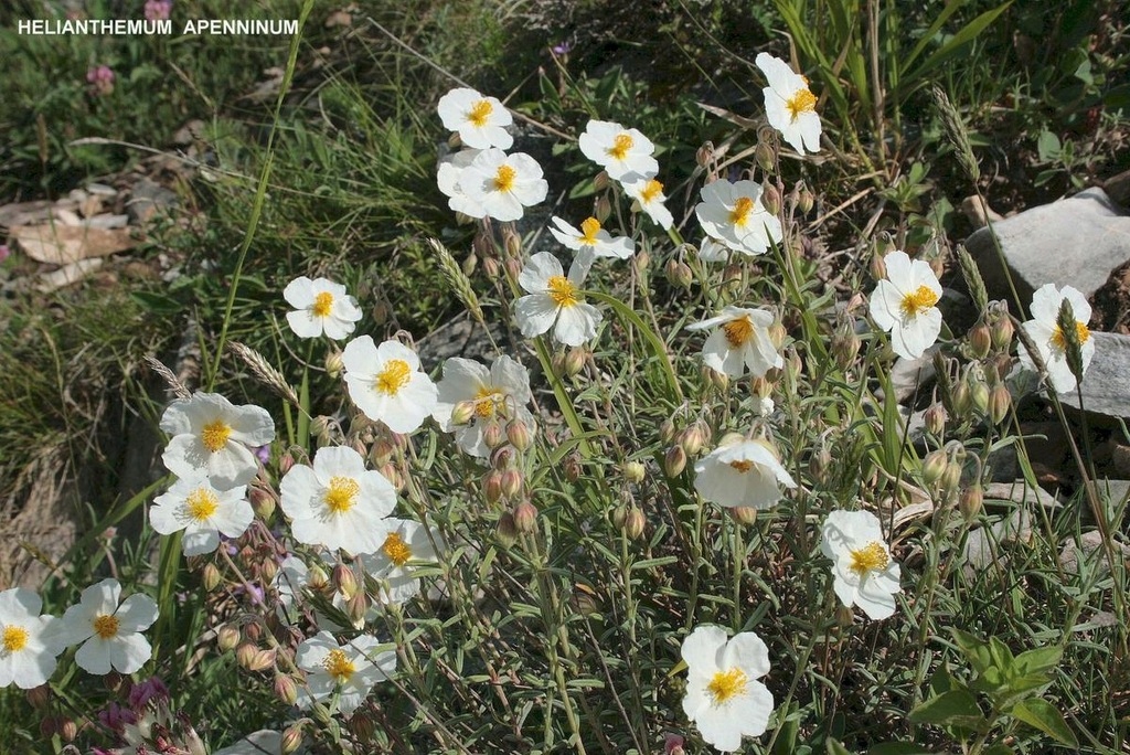 Posłonek apeniński - Helianthemum apenninum
