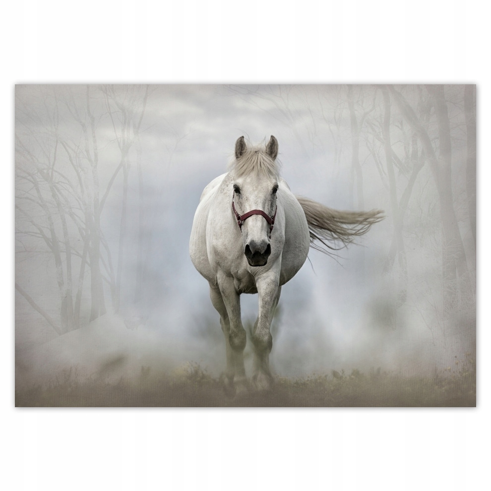 

Naklejki 100x70 Biały koń w galopie